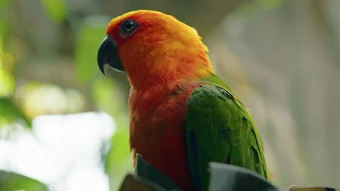Sun Conure Parrot Close Up Stock Footage 271181374