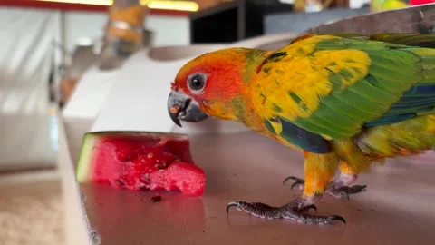 Sun Conure Parrot Eating Watermelon on Table Tropical Bird Close Up 스톡 동영상 331646203