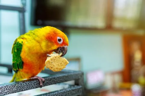 Sun conure parrot eats cookies 스톡 사진