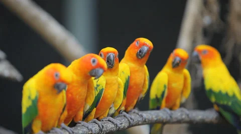 Sun Conure Parrot Stock Footage 38841956
