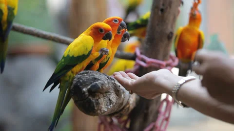 Sun Conure Parrot Stock Footage 38842335