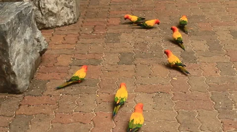 Sun conure parrot Stock Footage 52511673