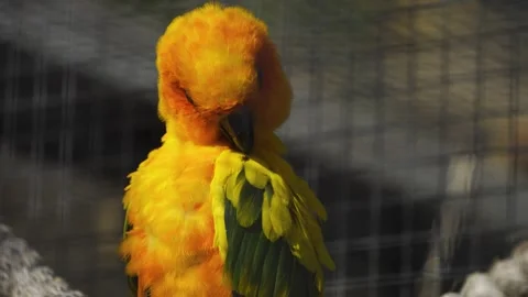 A sun conure parrot Stock Footage 272801666
