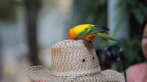 Sun Conure Parrot on hat Stock Footage 38842827