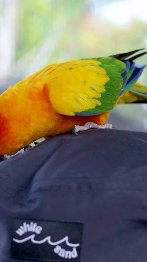 Sun Conure Parrot on a Hat Vídeos de archivo 305131567