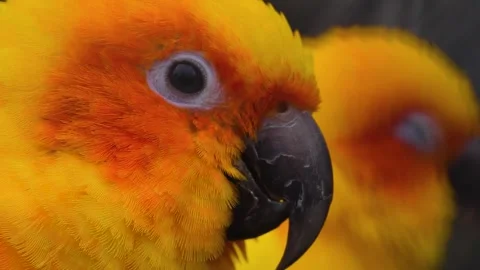 Sun conure parrot heads looking around Stock Footage 310343893