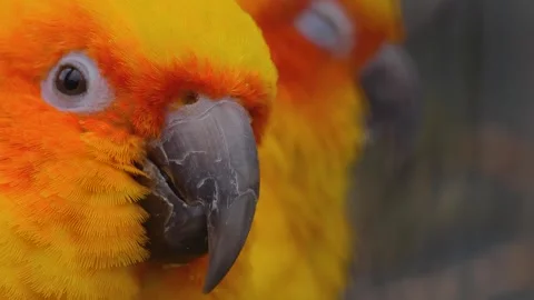 Sun conure parrot heads looking around Stock Footage 310343895