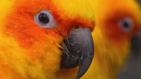 Sun conure parrot heads looking around Stock Footage 310343897