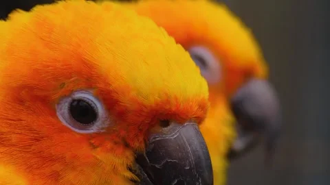Sun conure parrot heads looking around Stock Footage 310343898