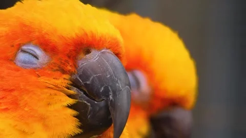 Sun conure parrot heads looking around Stock Footage 310343899