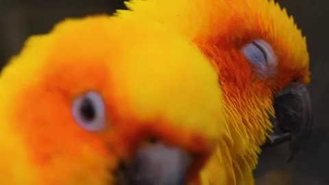 Sun conure parrot heads looking around Stock Footage 310343901