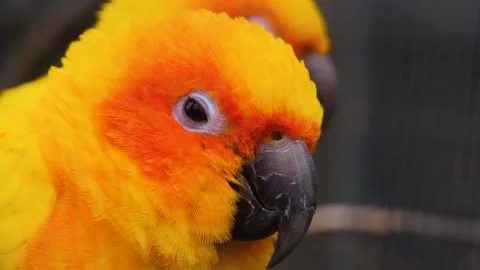 Sun conure parrot heads looking around Stock Footage 310343902