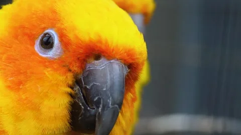 Sun conure parrot heads looking around Stock Footage 310343910