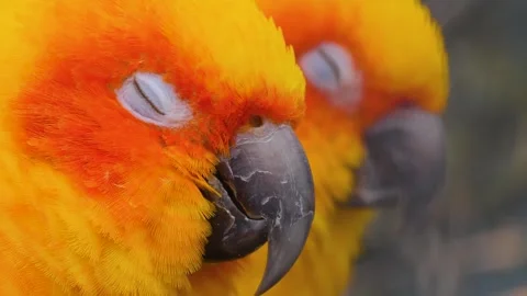 Sun conure parrot heads looking around Stock Footage 310343911