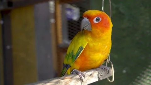 Sun conure parrot or bird Beautiful Stock Footage 221122771
