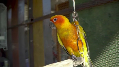 Sun conure parrot or bird Beautiful Stock Footage 221168243