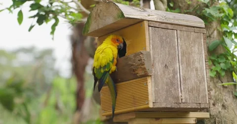 Sun Conure Parrot Peeking Out of Wooden Nest Box at Jeju Flower Bird Park in Vidéo 338415429