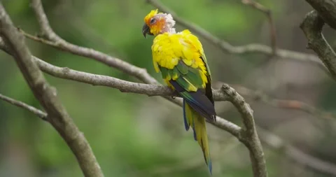 Sun Conure Parrot Perched on Branch at Jeju Bird Park Korea Video stock 340546256