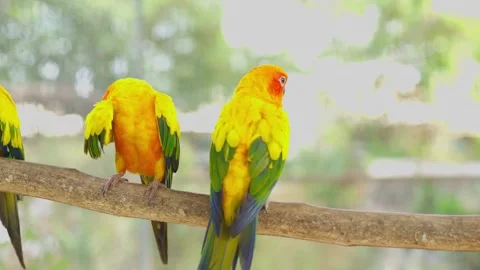 Sun Conure Parrot Perches on a Branch, Grooming Himself Stock Footage 294545348