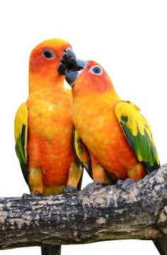 Sun conure parrot Foto stock