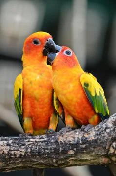 Sun conure parrot Foto stock