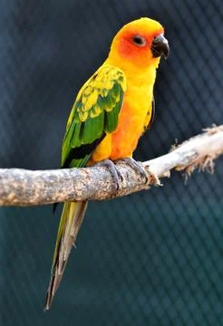 Sun conure parrot Foto stock