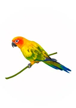 Sun conure parrot Stock Photos