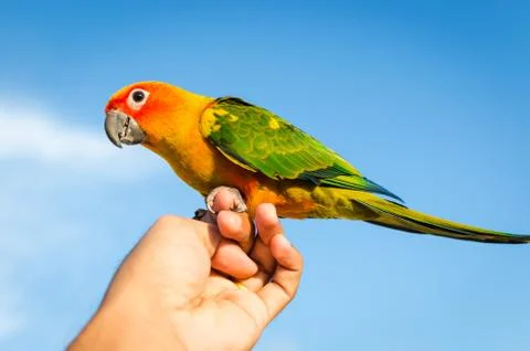 Sun conure parrot Stock Photos