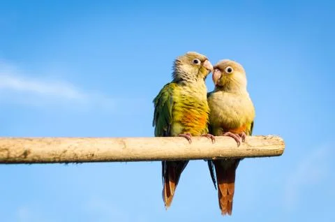 Sun conure parrot Stock Photos