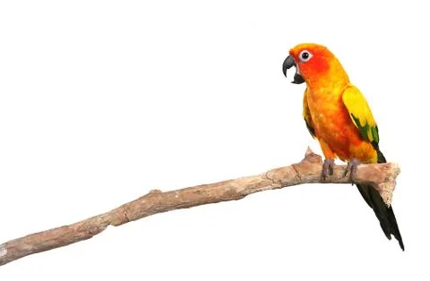 Sun Conure Parrot Screaming on a Branch Foto stock