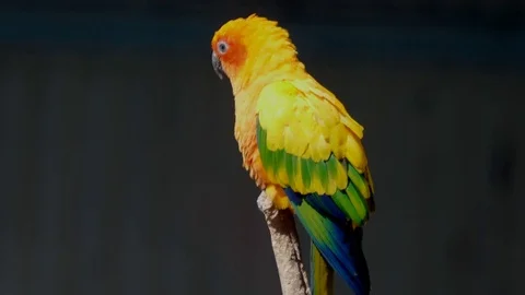Sun Conure Parrot Sitting On A Branch 스톡 동영상 78151075