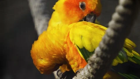 Sun conure parrot sitting Stock Footage 272739064