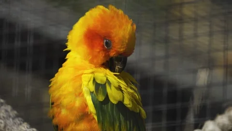 Sun conure parrot sitting Stock Footage 272739412