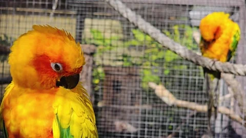 Sun conure parrot sitting Stock Footage 272958233