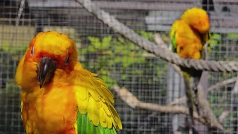 Sun conure parrot sitting Stock Footage 272958961