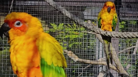 Sun conure parrot sitting Stock Footage 272959601