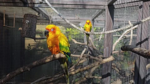 Sun conure parrot sitting Stock Footage 272959954
