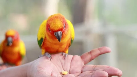Sun conure parrot sitting on human hand eating corn kernels in bright outdo.. Stockbeeldmateriaal 332824215