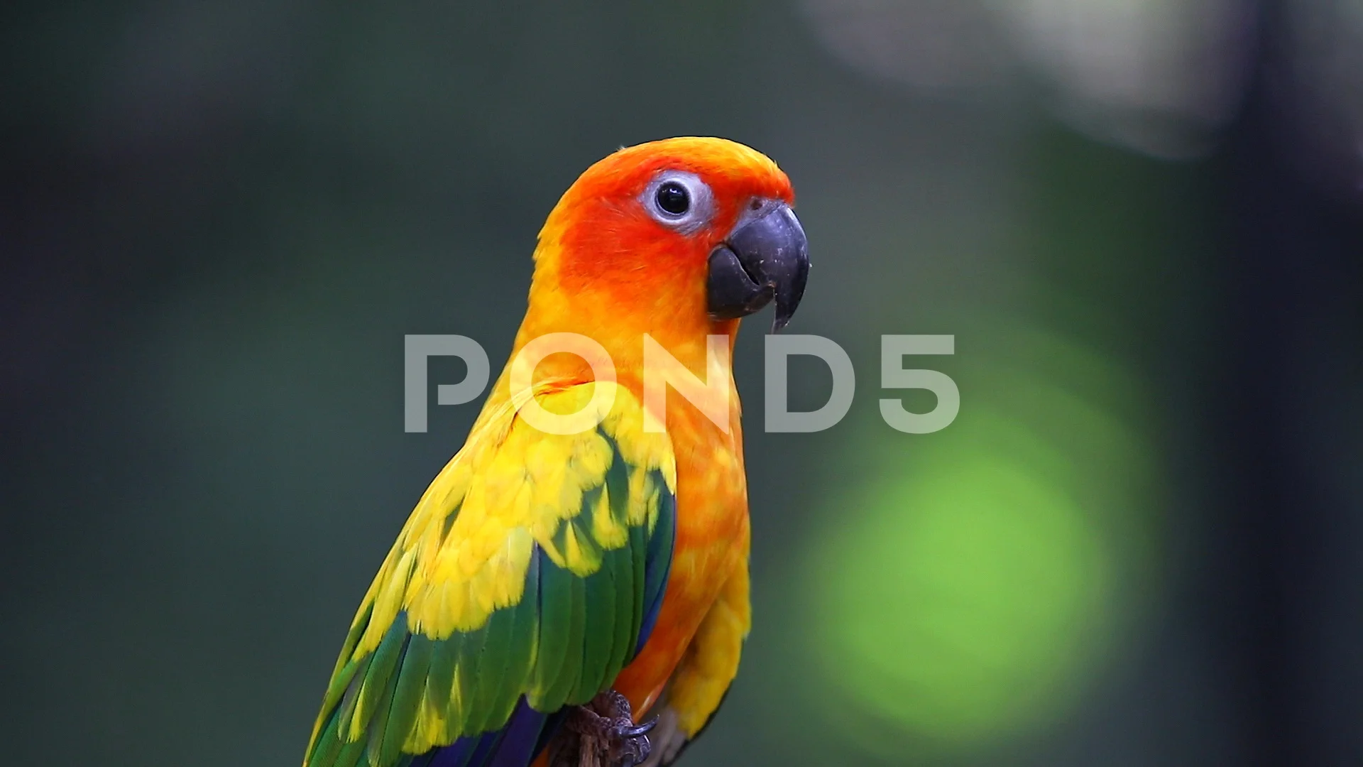 Sun conure parrot, beautiful bird on the perch. 6881203 Stock Photo at  Vecteezy