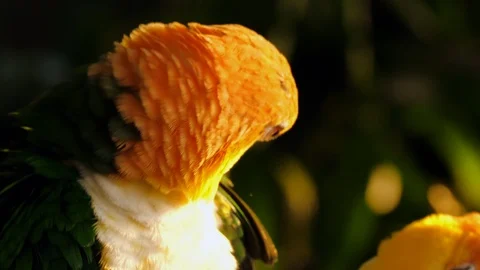 Sun Conure Parrots -Aratinga solstitialis- Video stock 102932935