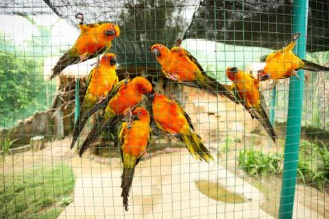 Sun conure parrots in aviary 스톡 사진