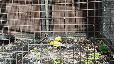 Sun conure parrots birds (Aratinga solstitialis) in a bird cage. Video stock 302956844