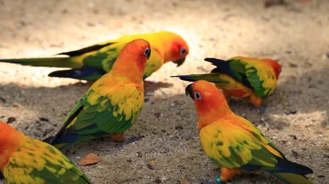 Sun Conure Parrots Stock Footage 40087135