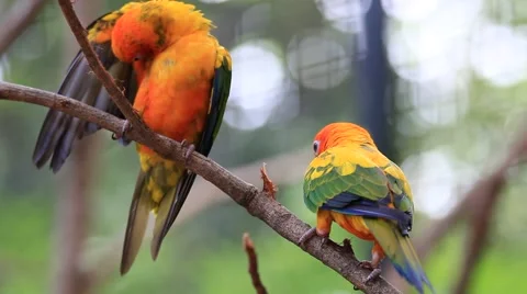 Sun Conure Parrots Stock Footage 40087360