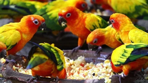 Sun Conure Parrots  스톡 동영상 79572416