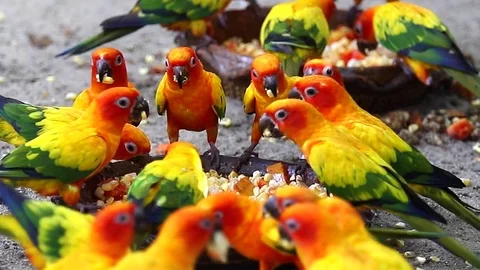 Sun Conure Parrots  Stock Footage 79572663