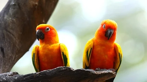 Sun Conure Parrots Video stock 91298874