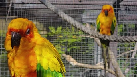  sun conure parrots  Stock Footage 272975503