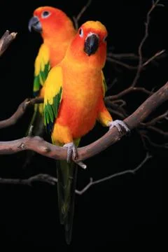 Sun conure parrots with one looking at the viewer Stockfoto's
