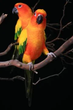 Sun Conure Parrots With One Looking at The Viewer Foto stock